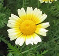 Garland Daisy Seeds - 500+ Newly Harvested Seeds - Beautiful Flowering Plant (Bellis perennis)