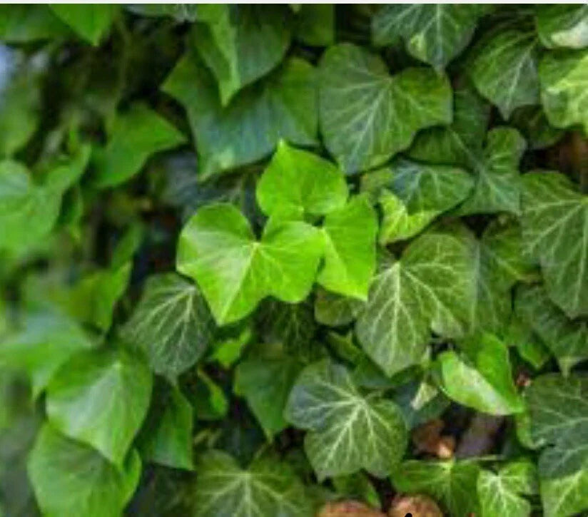 10 Live English Ivy Groundcover Plants Bare Root Evergreen Variety Hedera helix - Hardy Climbing Vine for Connecticut Gardens