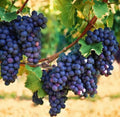 Organic Concord Grape Starter Plant 6-15 inches, Hardy Perennial, Vitis labrusca, Home Garden, Edible Gardening