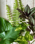 12 Rooted Plant Cuttings - Ferns, Wandering Jew, Pothos, Arrowhead Vines - Perfect for Indoor Gardening and Home Decor