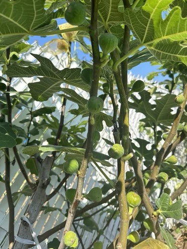 Battaglia Green Fig Tree Cuttings - 3 Fresh Organic Cuttings for Rooting - Ficus carica