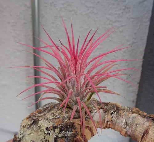 Tillandsia Ionantha Guatemala Air Plants - Small 2" Hardy Variety - Colorful Air Plants for Home Decor, Indoor Gardening