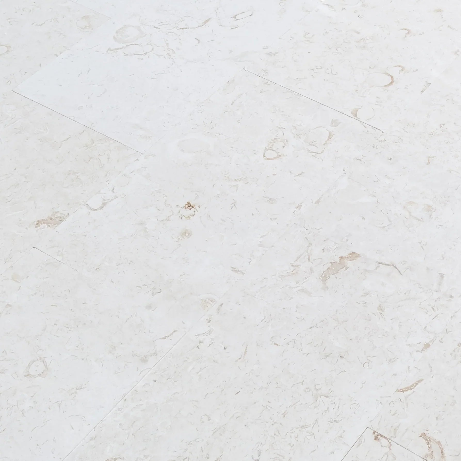 Limestone Tile White Shell Stone Natural Stone Floor and Wall Premium Quality