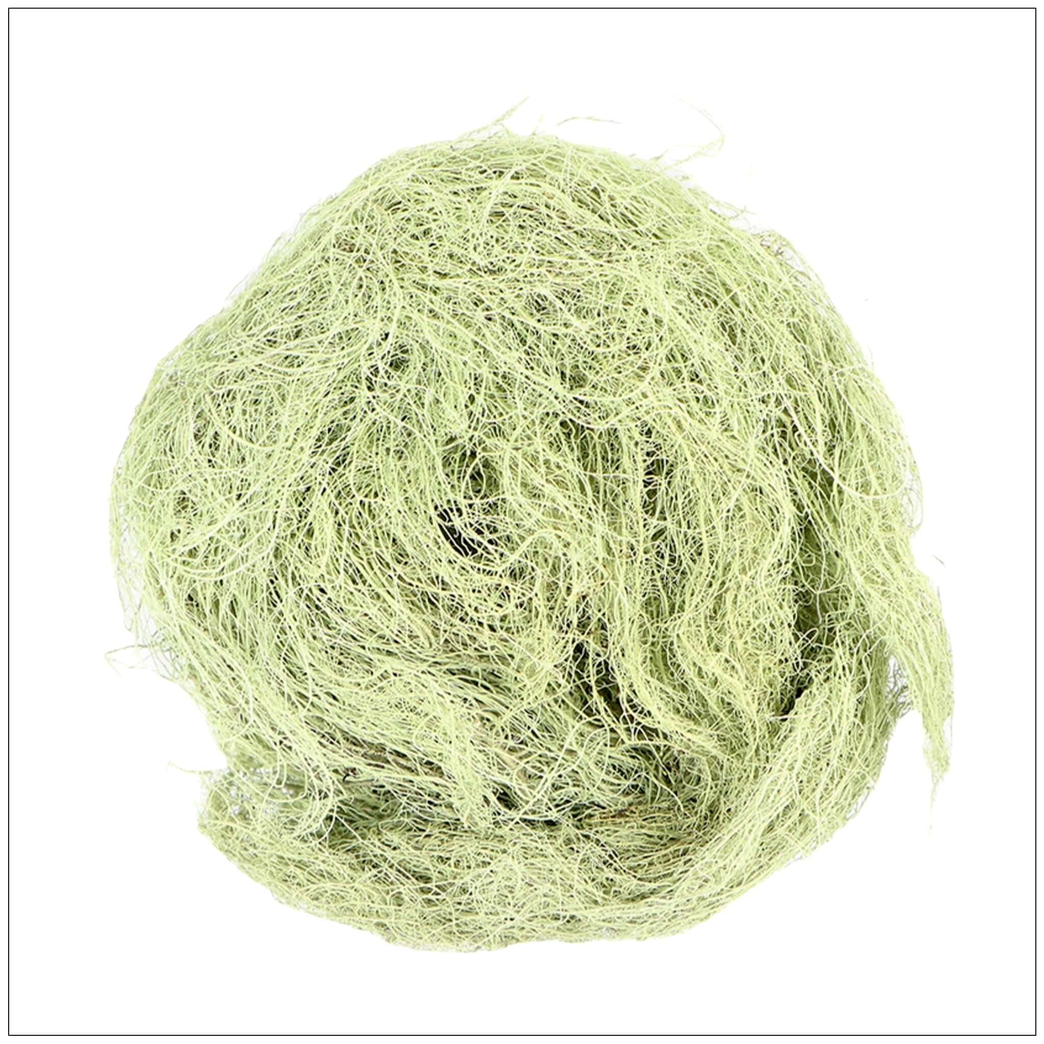 Usnea Lichen
