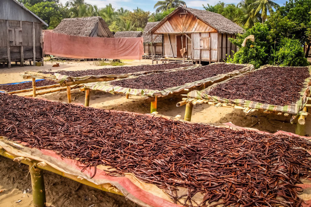Indian Vanilla Beans - Whole Grade A Vanilla Pods for Vanilla Extract and Baking