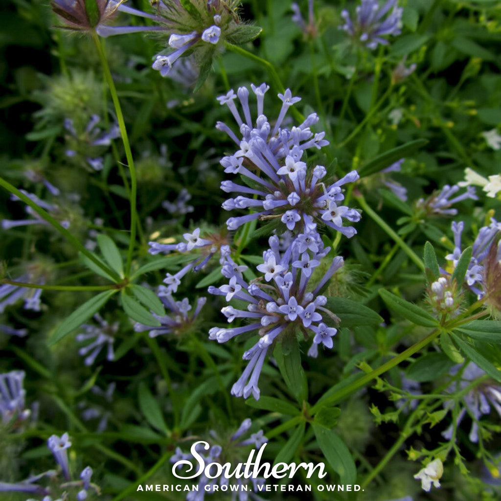 Blue Woodruff – 50 Seeds