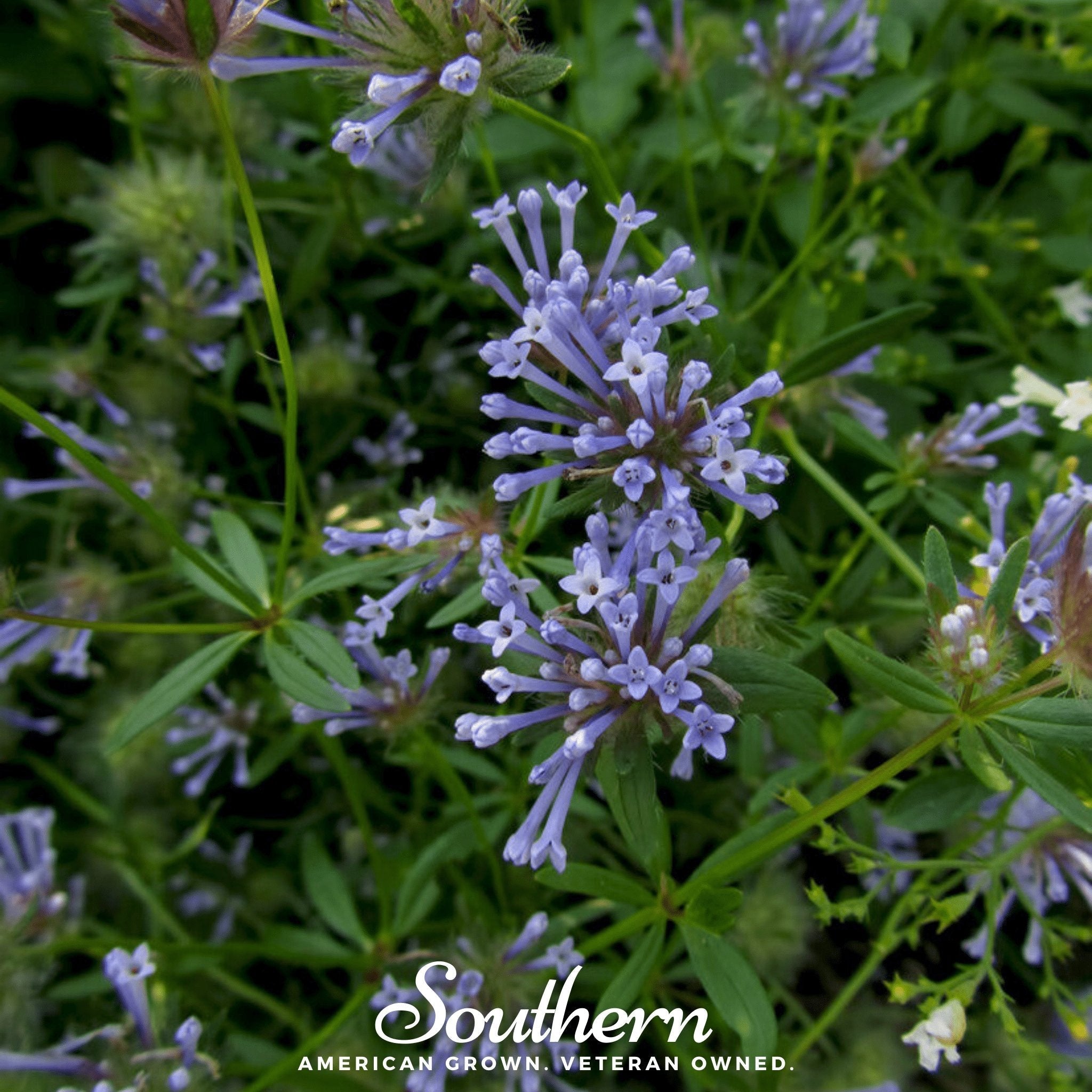 Blue Woodruff – 50 Seeds