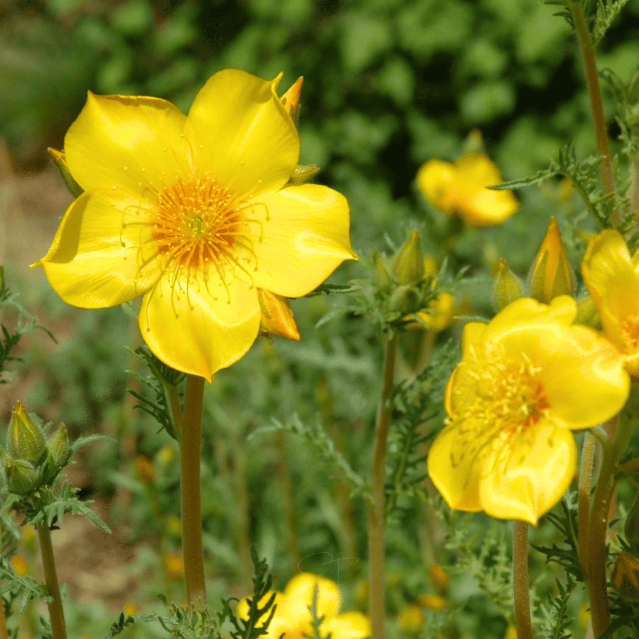 Yellow Blazing Star – 50 Seeds